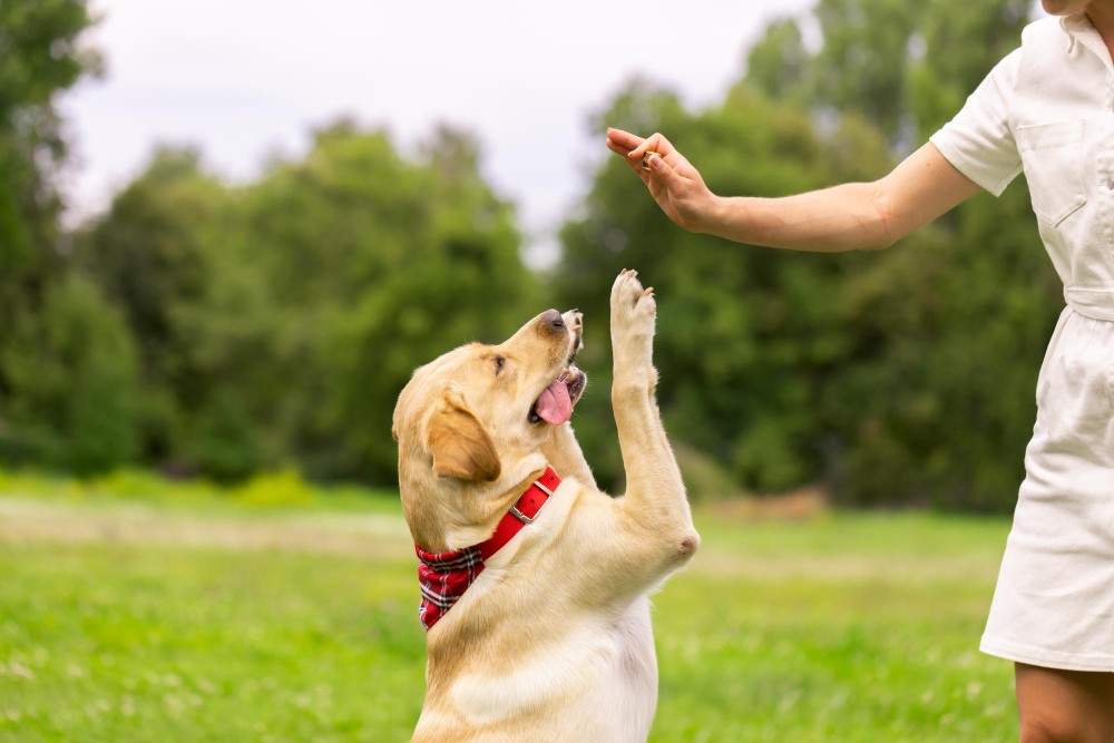 Image illustrating professional basic obedience dog training classes